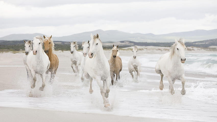 Seven White Horses Running, running horse HD wallpaper