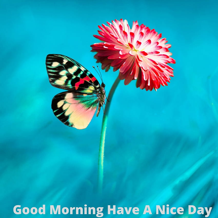 have a nice day butterfly images