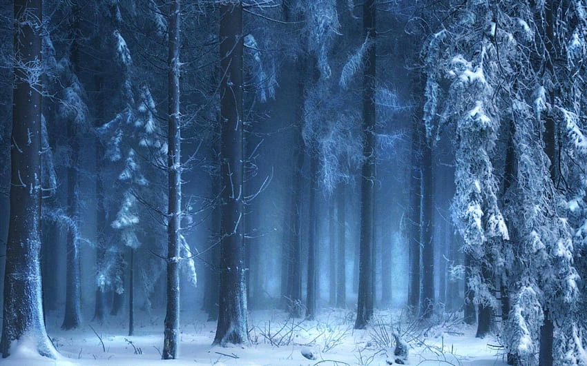 Bosque de invierno oscuro, invierno espeluznante fondo de pantalla