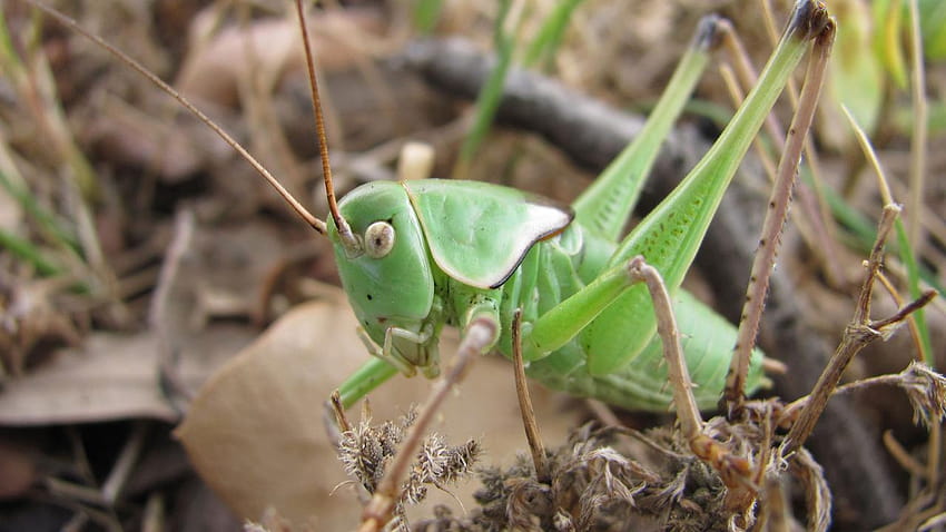 Do Crickets Bite: 一般的な症状と治療、入手方法、ブッシュ コオロギ 高画質の壁紙 | Pxfuel