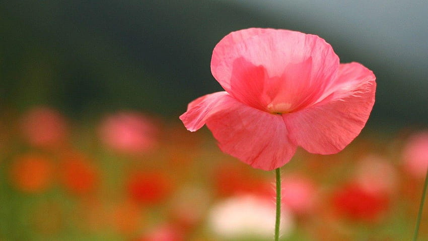 Bunga: Bunga Poppy Indah Pink Delicate Lone Beautiful, bunga poppy Wallpaper HD