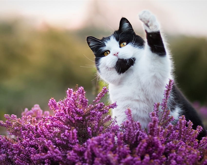 Cute cat, pink flowers, hello, funny animal 3840x2160, cat spring HD wallpaper