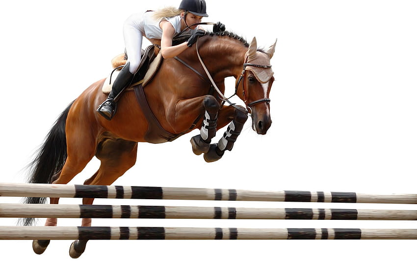 salto, caballo, jinete, obstáculo, equitación, tramo deportivo fondo de pantalla