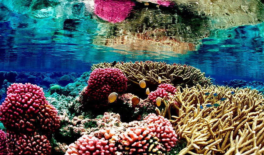Coral Reef, grande tartaruga de recife de barreira papel de parede HD