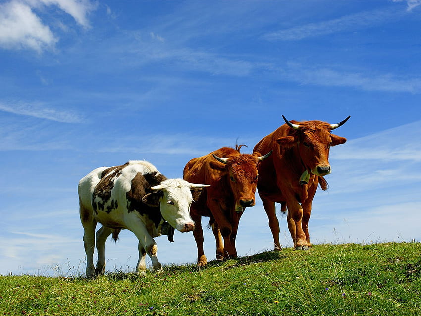 Cows on Latorolatoro, livestock HD wallpaper