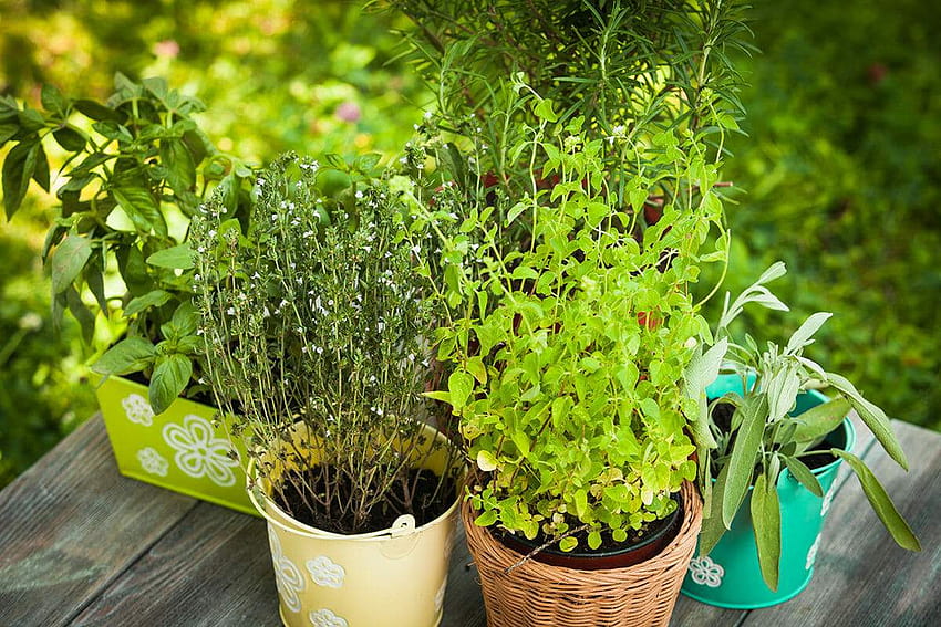 32 Plantas Medicinais para ter sempre em casa, ervas e arbustos naturais papel de parede HD