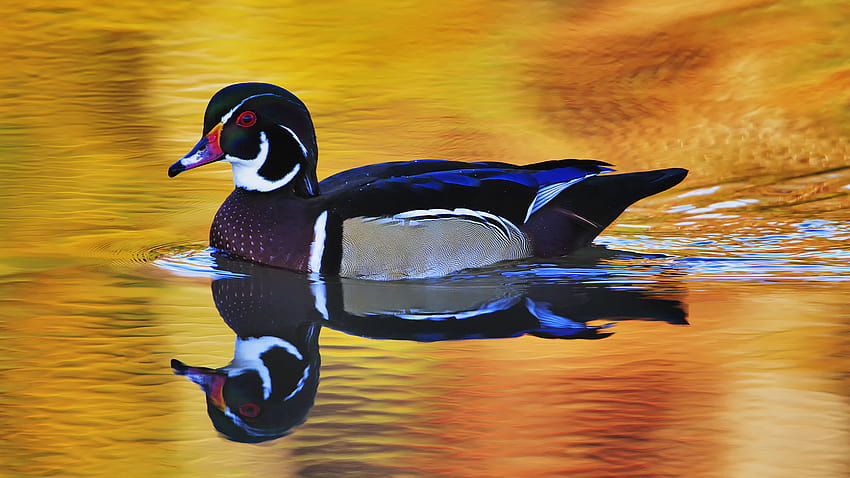 Male Wood Duck, ducks in water HD wallpaper