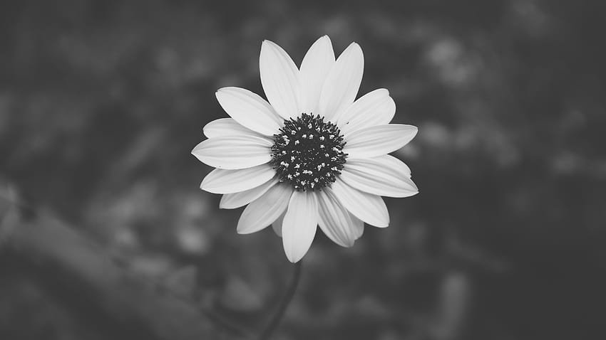 Hình nền hoa đen trắng tuyệt đẹp: Các tinh túy của mẫu hoa đen trắng được ghi lại rất sắc nét trên hình nền hoa đen trắng tuyệt đẹp này. Với phong cách tinh tế và sang trọng, hoa đen trắng là lựa chọn hoàn hảo cho những người yêu thích sự mới lạ và độc đáo. Bấm vào đây để tận hưởng nét đẹp tuyệt vời này.