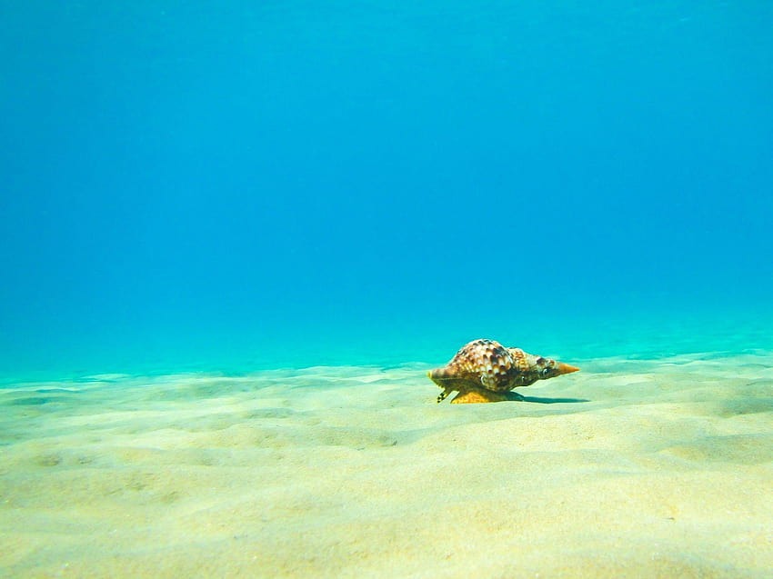 Ozeane: Oceans Sandy Triton Sand Seabed Mollusk Underwater Nature HD-Hintergrundbild