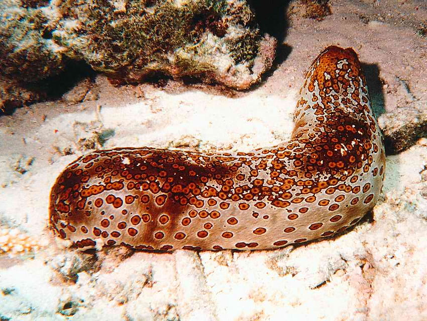 Deep Sea Creatures: 7 Of The Most Mysterious Ocean Animals, sea cucumber HD wallpaper