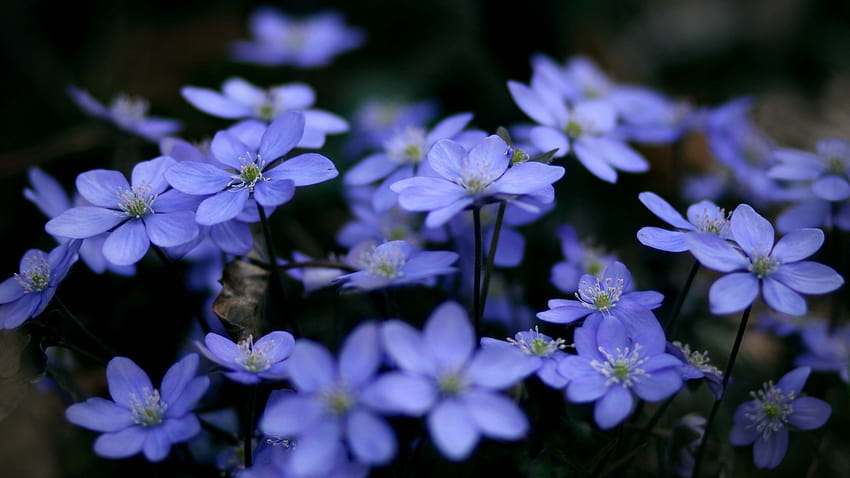 Скачать обои цветы, растения, макро, голубые, синие разрешение 1280x1024, ดอกไม้ pechenocna วอลล์เปเปอร์ HD
