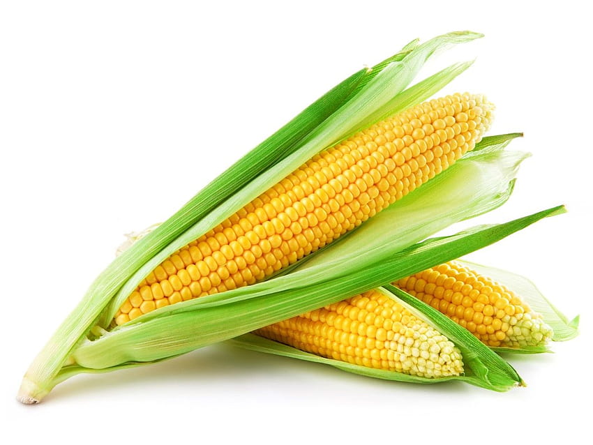 10,976 Corn Wallpaper Stock Photos - Free & Royalty-Free Stock Photos from  Dreamstime
