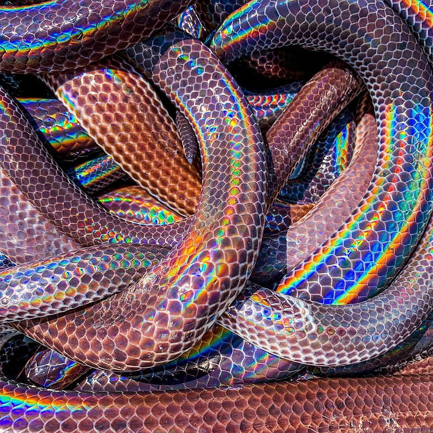 Sunbeam Snake ! Known for their highly iridescent scales, rainbow snake HD phone wallpaper