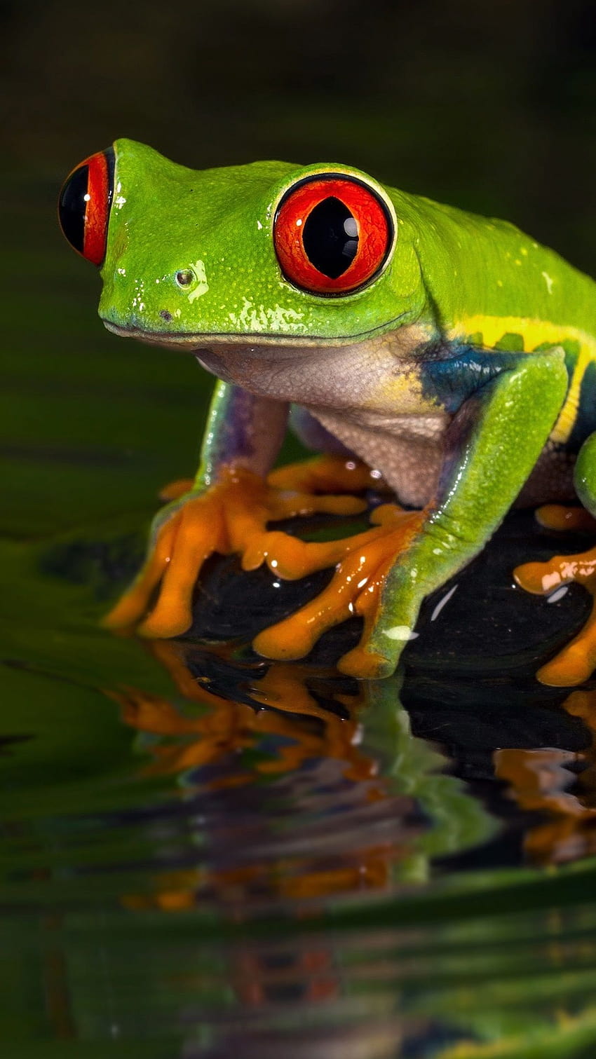 Green frog, water, wave 3840x2160 U HD phone wallpaper