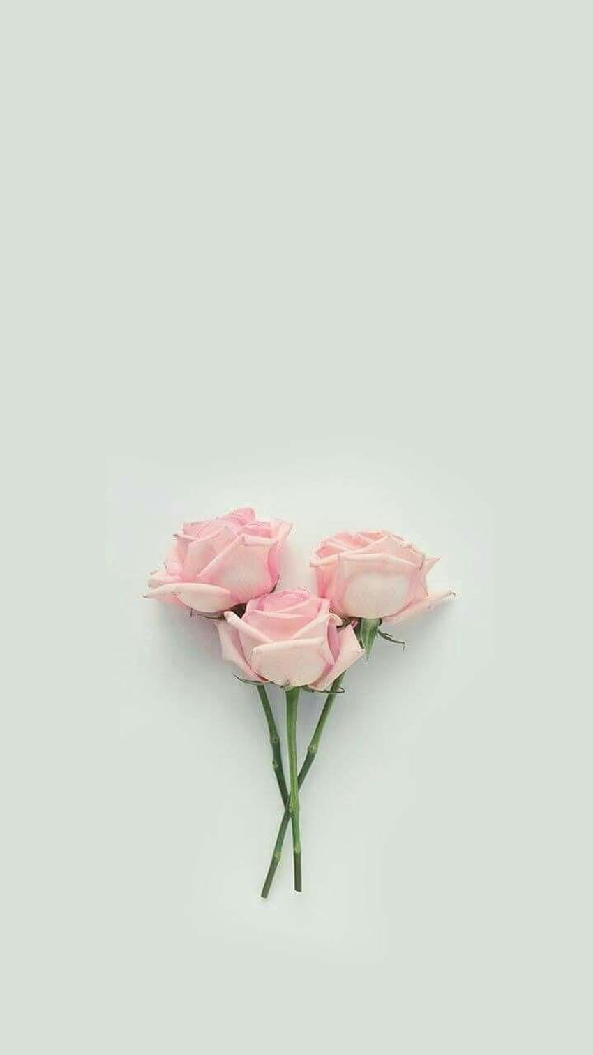 Pastellästhetische Rose auf Hund, pastellästhetische Blume HD-Handy-Hintergrundbild