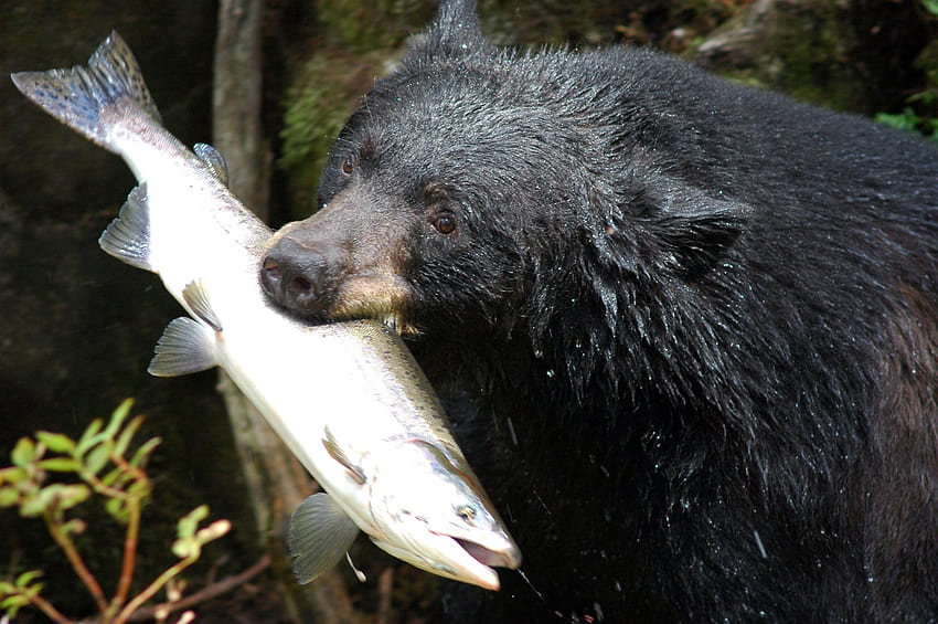 Hungry for Black Bear Facts and information? SEE the WILD SEEtheWILD, black bears HD wallpaper