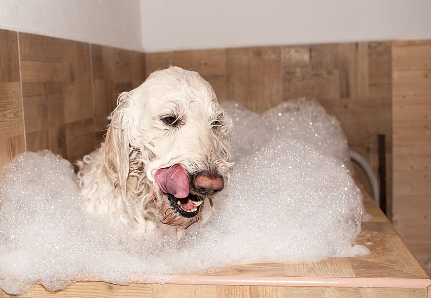 Bath Dog Foam Pet, dog bath HD wallpaper