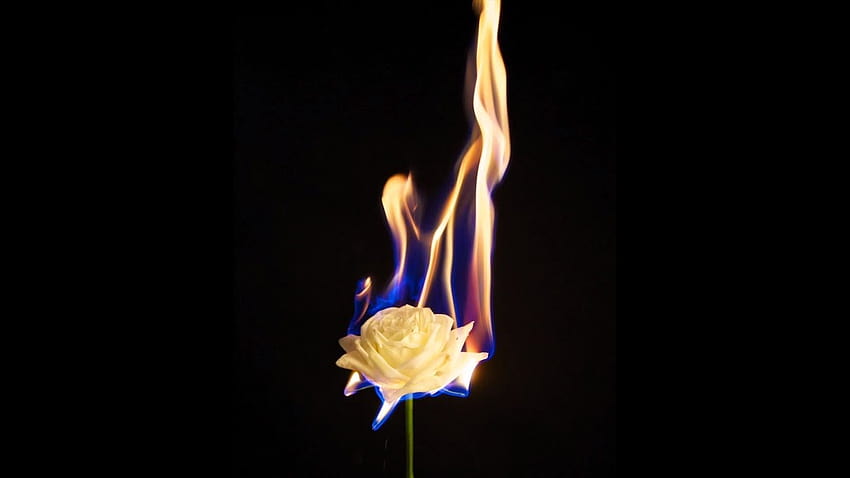 Jak zdobyć Smoking Hot Flower, płonący kwiat Tapeta HD