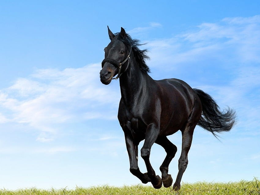 hermosos caballos negros corriendo fondo de pantalla