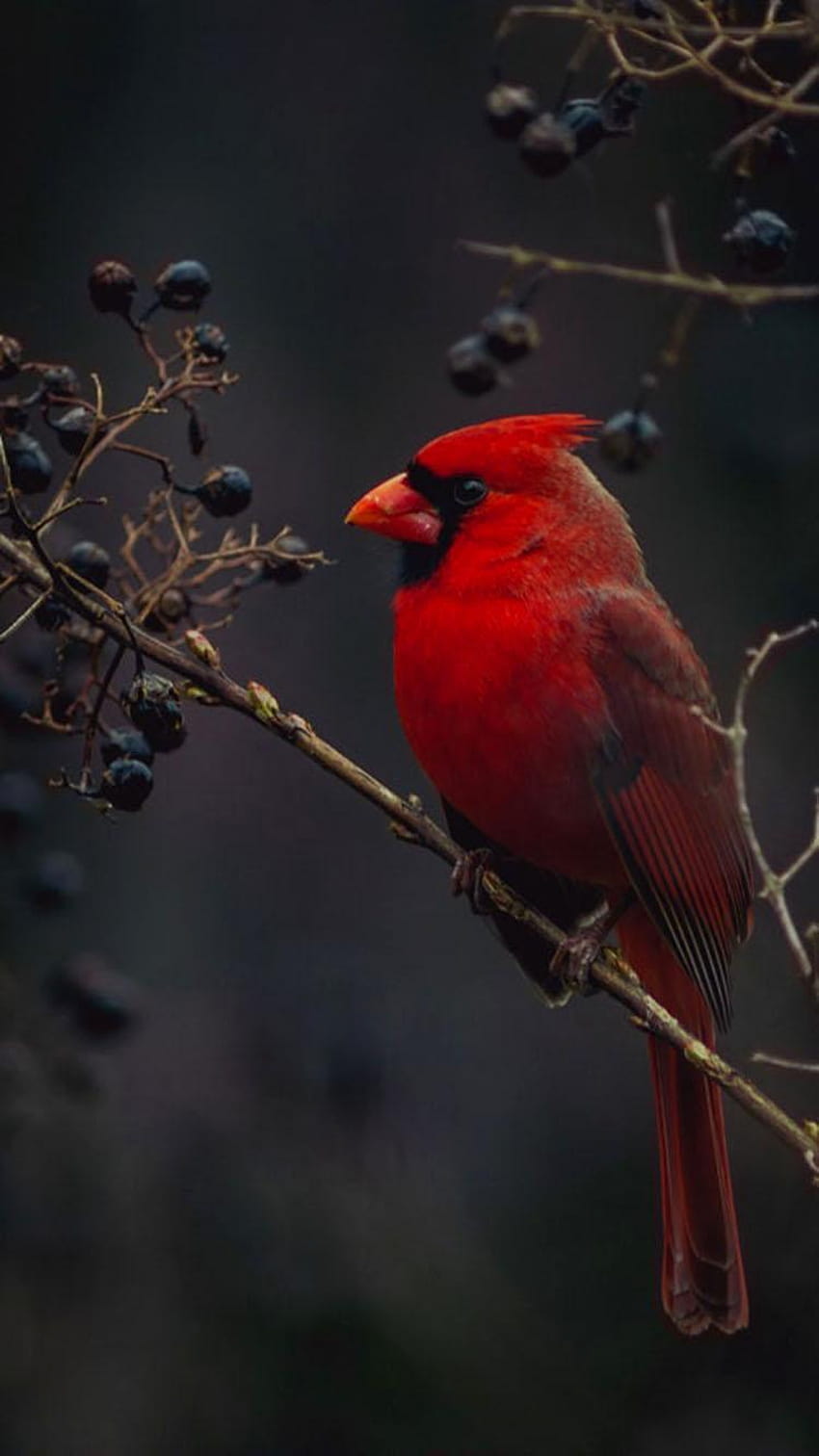 Rotes Kardinal-Vogel-Telefon HD-Handy-Hintergrundbild
