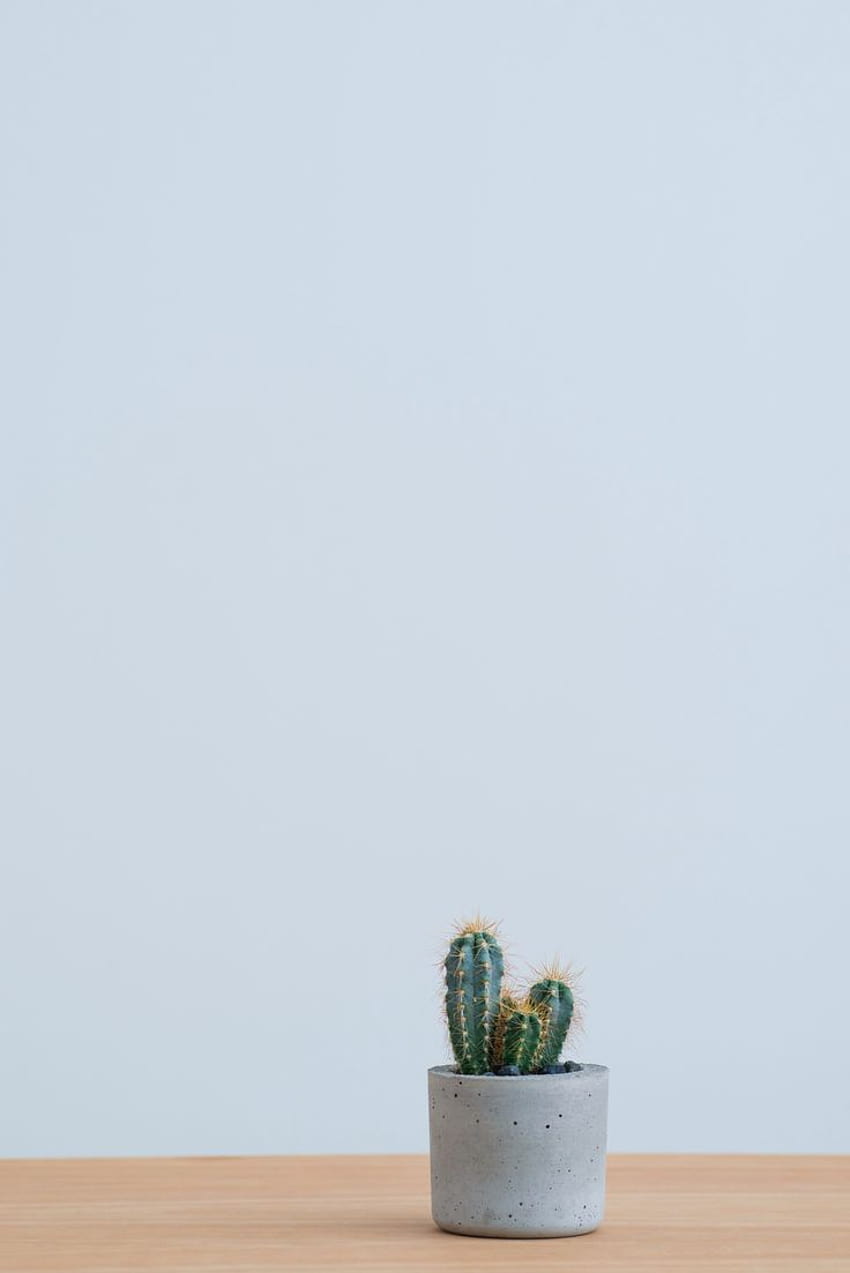 Kaktus im Mörser-Pflanzgefäß HD-Handy-Hintergrundbild