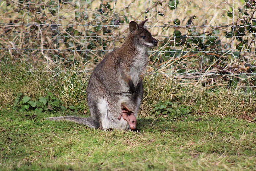 : animals, nature, grass, wildlife, baby, national park, wallaby HD wallpaper