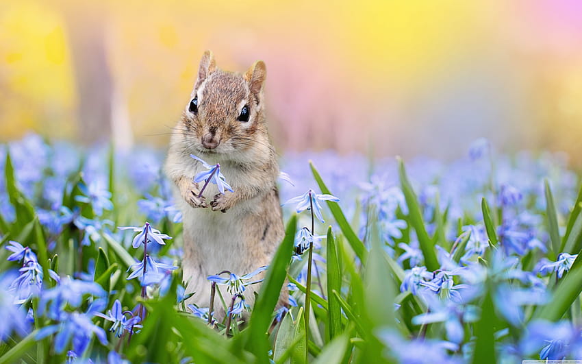 Eichhörnchen, Scilla-Blumen, Frühlings-Ultra-Hintergründe, Frühlingszeit mit Tieren HD-Hintergrundbild