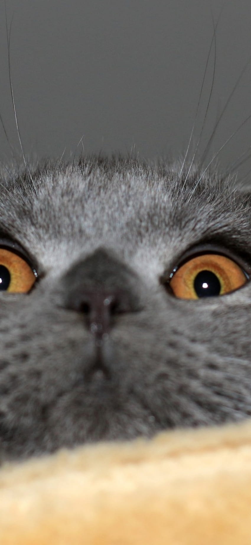 Dziwny kot, szkocki zwisłouchy, śmieszne, słodkie, dziwne koty Tapeta na telefon HD