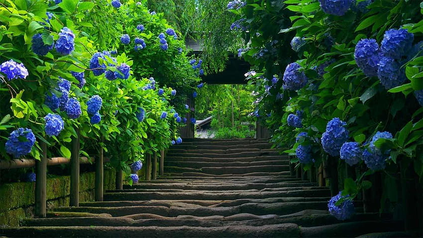 Flower Stairs Under The Blue Hydrangeas Hydrangea HD wallpaper
