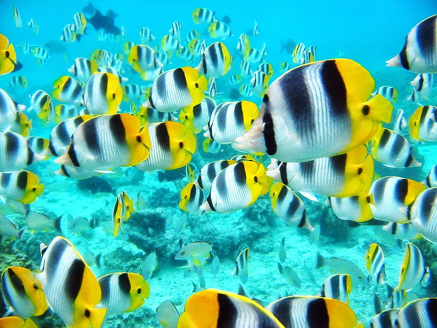 Terrr... paling: Tropical Fish Tahiti Ocean Life graphy, ocean life real HD wallpaper