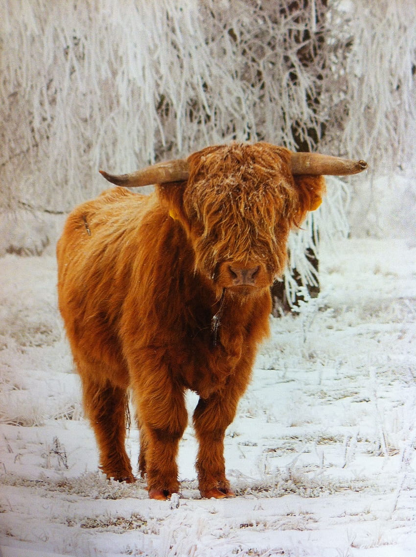 highland cow iPhone Wallpapers Free Download