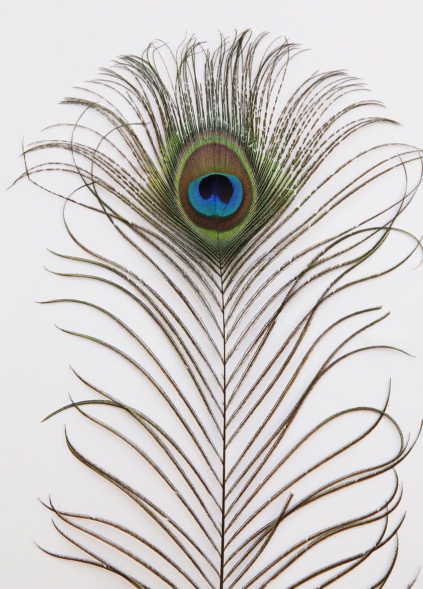 Elegant Peacock Feather