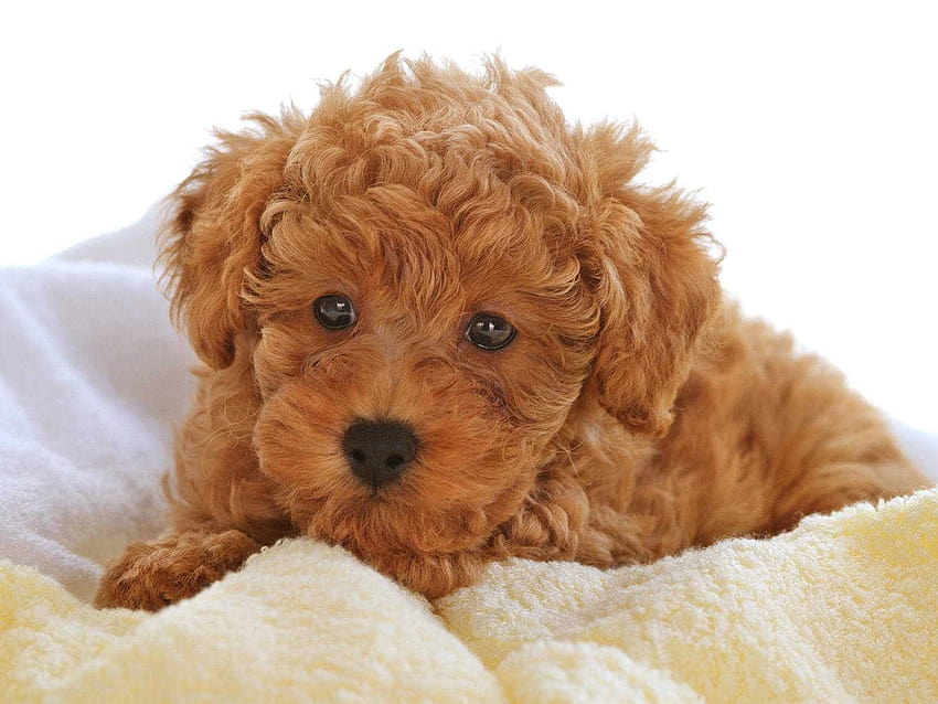 Miniature Poodle Puppy ~ Puppy HD wallpaper