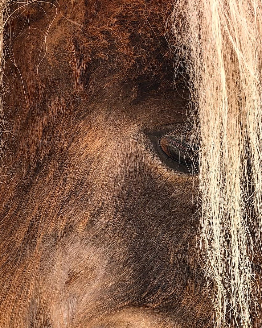 Horse Portrait HD phone wallpaper