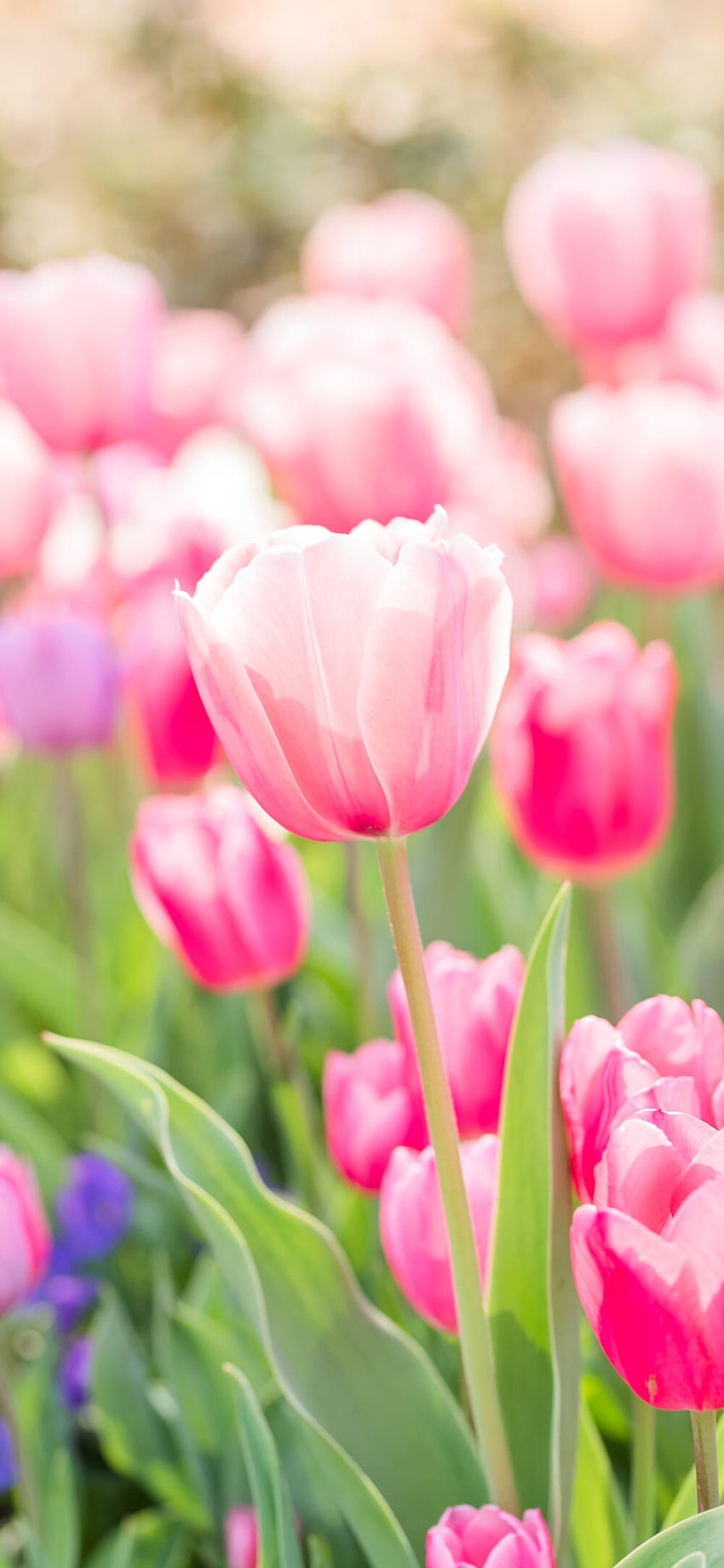 Download Spring Tulips Flower Iphone Wallpaper  Wallpaperscom