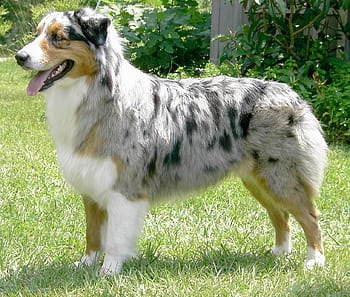 REUNITED! Jackson, stolen Miniature Australian Shepherd returned to ...