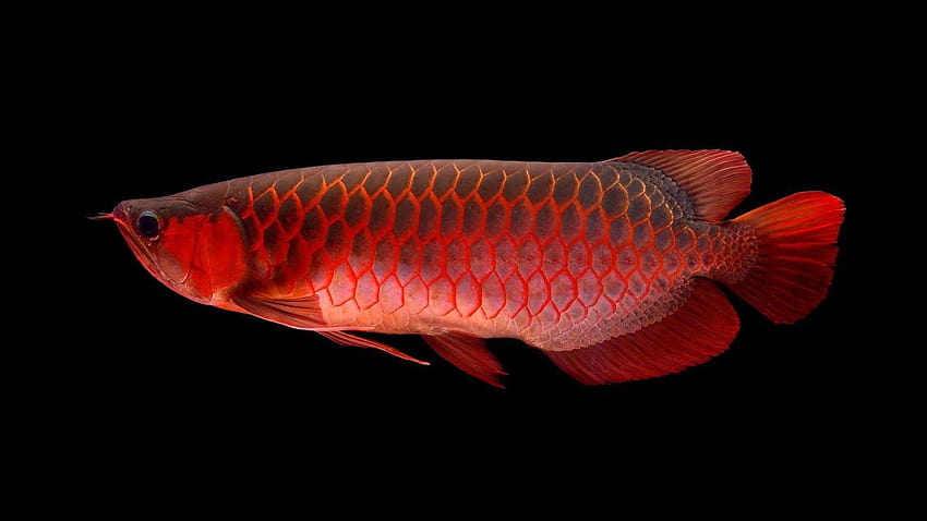 ปลาอโรวาน่าแดงสด ปลาอโรวาน่าเอเชีย วอลล์เปเปอร์ HD