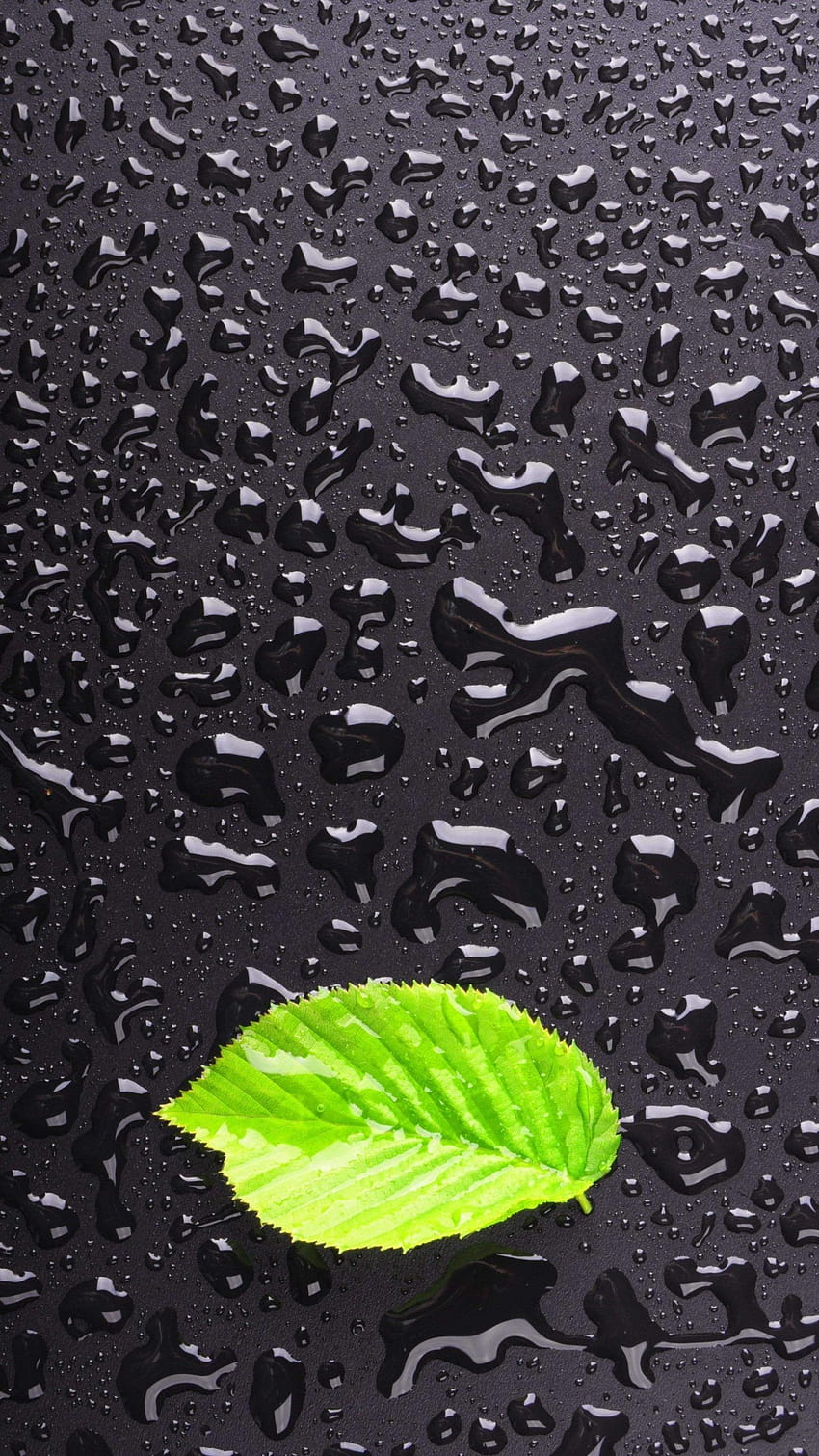 Hoja verde sobre gotas de agua iPhone 12 Pro Max, 2021 iphone pro max fondo de pantalla del teléfono