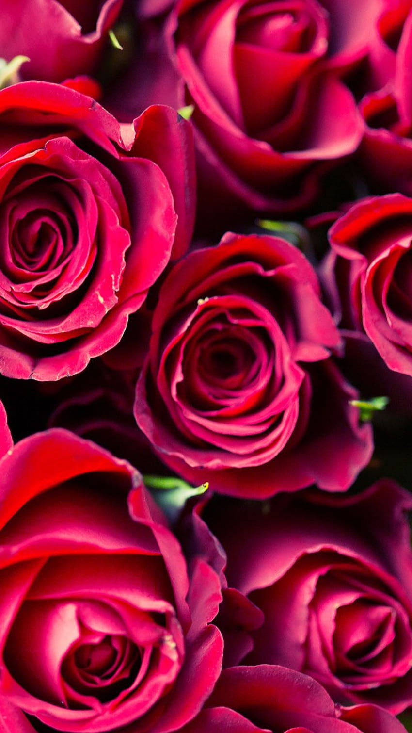 12 Super Cute Valentine's Day iPhone, rose gold valentines HD phone wallpaper