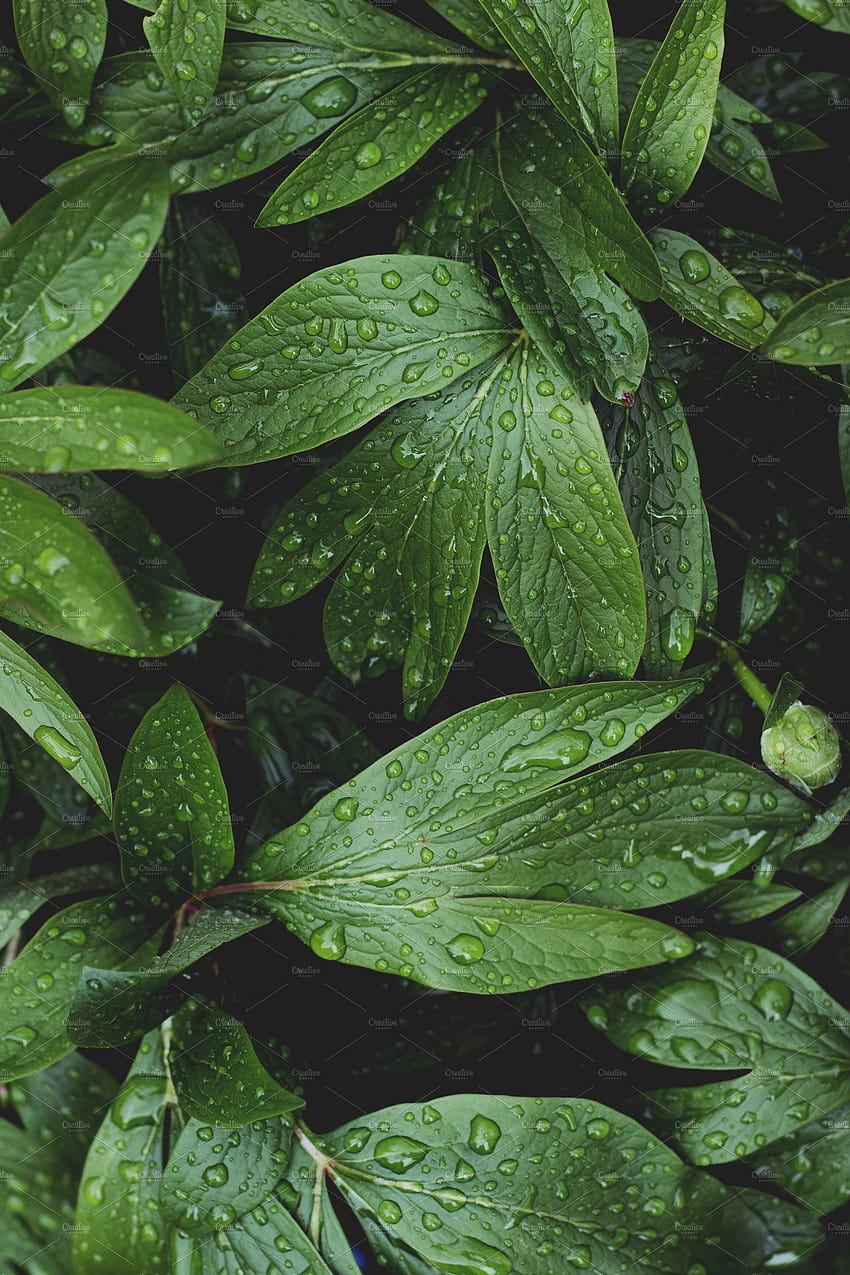 Exuberante vegetación con gotas de lluvia, planta estética verde. fondo de pantalla del teléfono