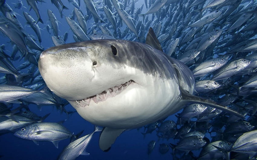 tiger shark HD wallpaper
