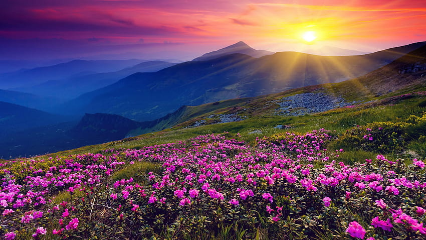 Flower Sunrise, hills and flower fields HD wallpaper