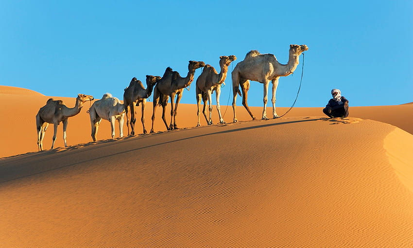 Най-добрите 5 Camel on Hip, пустинна камила HD тапет