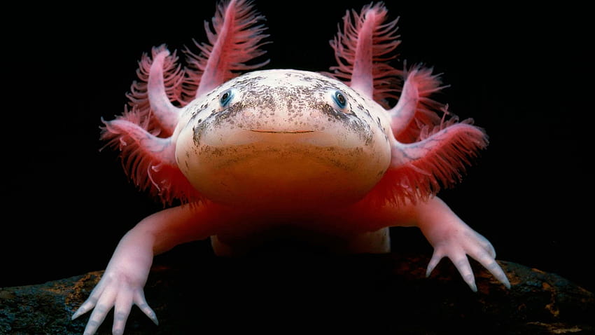 Cute axolotl, Mexican Salamander 2560x1440 Q HD wallpaper