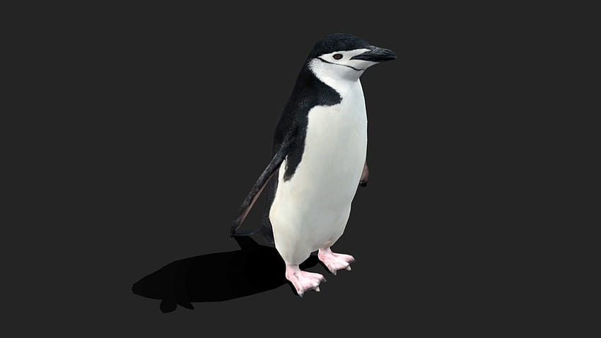 Chinstrap Penguin HD wallpaper