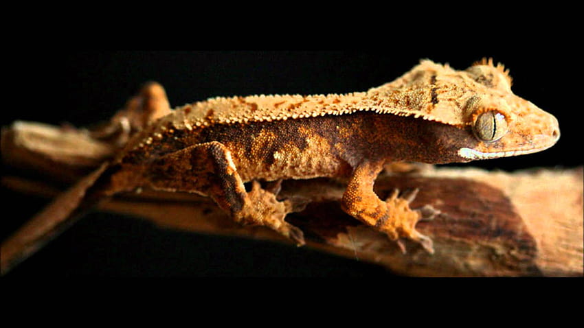16443 crested gecko HD wallpaper