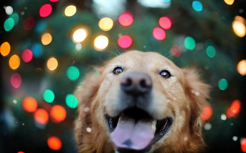 Christmas lights on a dog, christmas animals HD wallpaper