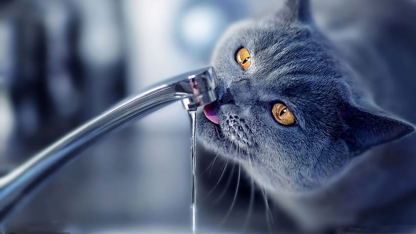 Cat Drink Water MacBook Air, cat water HD wallpaper
