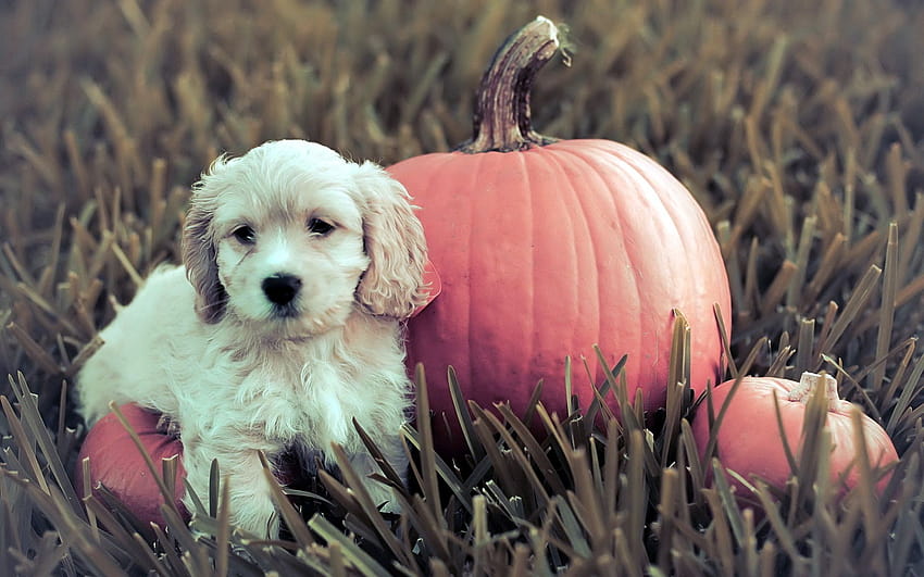4 Halloween Pets, halloween puppy HD wallpaper | Pxfuel