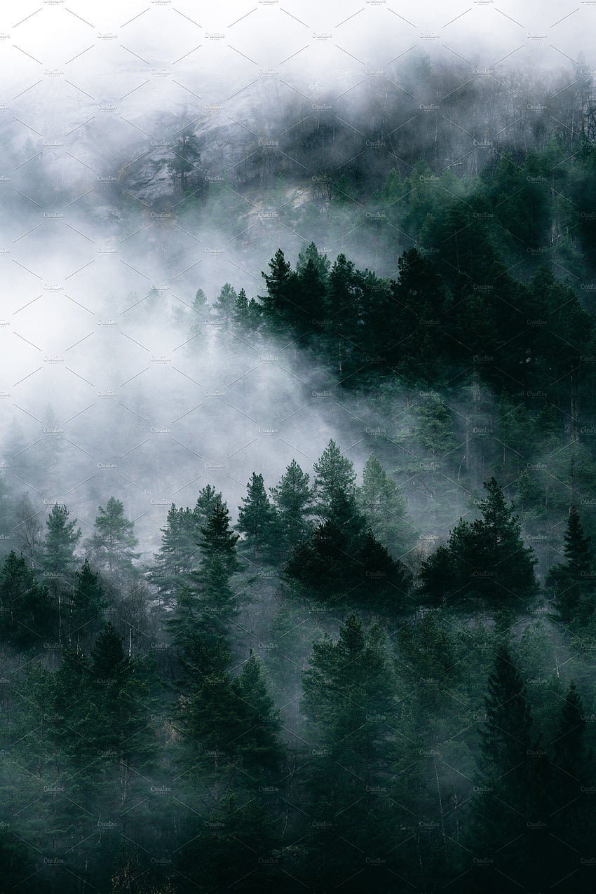 Moody Forest in Autumn with Fog by Market on @creativemarket, moody green HD phone wallpaper